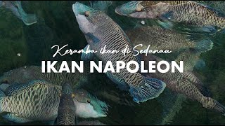 IKAN NAPOLEON PULAU SEDANAU [upl. by Enirahtak]