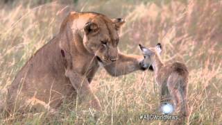 Lion Adopts Baby Antelope [upl. by Myer]