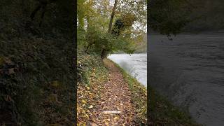 Autumn Circular Walk along River Rhine and around Rhine Falls Dachsen Zurich Switzerland Shorts [upl. by Lotus]