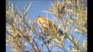 Singing Honeyeater  Bird watching in Australia with EjBirdwatching [upl. by Horlacher]