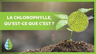 Questce que la CHLOROPHYLLE 🌿 Fonction types et bien plus 👇 [upl. by Yregram790]