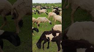 The Growing Popularity of sheep herding🐑🐑 sheep shortvideo animalshorts trending subscribe [upl. by Zedekiah896]