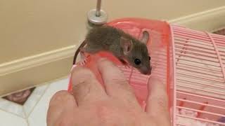 The differences between wild and domestic baby rats explained [upl. by Marvin354]