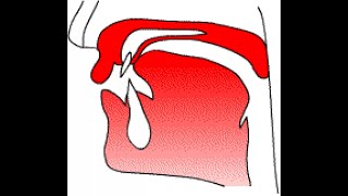 Postalveolar consonant [upl. by Osnofla]