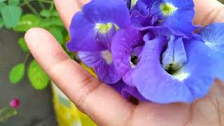 Blue pea plant care  Fertilizer to bloom more blue pea flower  Care tips to get more flower [upl. by Nylaj69]