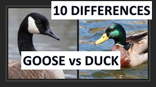 Ducks vs Geese 10 differences between a duck and a goose [upl. by Allets203]