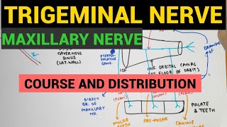 Trigeminal Nerve  2  Maxillary Nerve  Course and Distribution [upl. by Lenz]