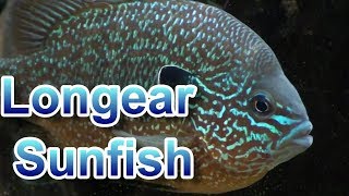 Longear Sunfish Tank US Native [upl. by Esihcoc]