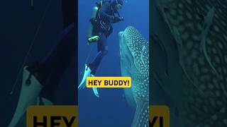 Diving with sharks Whale shark documentary video  sea shark shorts [upl. by Rutan594]