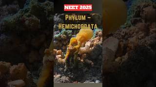 NEET Quick Revision➡️ Phylum HEMICHORDATAneet2025neetprepclass11thncertrevisionshorts [upl. by Nolly47]