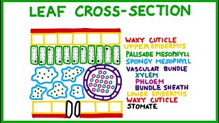 Leaf CrossSection Old version [upl. by Boylan661]