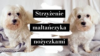 Strzyżenie Maltańczyka w domu nożyczkami  Maltese Grooming [upl. by Cooley983]