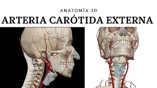 ARTERIA CARÓTIDA EXTERNA ANATOMÍA 3D [upl. by Torrence]