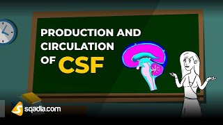 Production and Circulation of CSF  Physiology Animation Video  VLearning  sqadiacom [upl. by Ahseital]