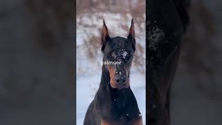 Edit doberman Glamuor😍💋dobermaneditglamuranimalstransformationtransformationcachorroanimals [upl. by Einimod75]