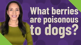 What berries are poisonous to dogs [upl. by Nitza]