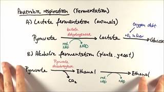 A2 Biology  Anaerobic respiration OCR A Chapter 185 [upl. by Say]