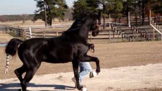 American Saddlebred Breeding Stallion quotBlackStreetquot [upl. by Sells]