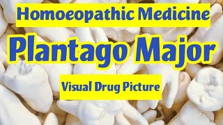 PLANTAGO MAJOR Homoeopathic Medicine Uses Mother Tincture for Toothache Decayed tooth  BHMS [upl. by Milburr]