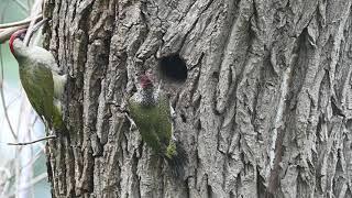 Groene specht verlaat het nest  Zelf Geschoten  Vroege Vogels [upl. by Yehudi]