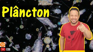 Plâncton  Fitoplâncton e Zooplâncton  Holoplâncton e Meroplâncton  Comunidades Aquáticas Ecologia [upl. by Leeda]