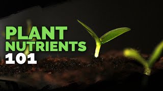 Plant Nutrition 101 All Plant Nutrients and Deficiencies Explained [upl. by Siberson]