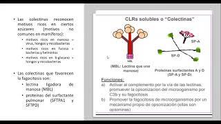 Receptores de reconocimiento de patrones Opsónicos y no Opsónicos [upl. by Rossi]