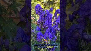 Monkshood Beautys Deadly Secret Revealed nature naturelovers [upl. by Kristan]