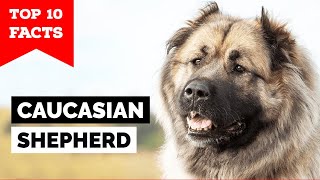 Caucasian Shepherd Dog  Top 10 Facts [upl. by Atnuahsal]