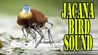 Jacana Bird Sound  Jacana Bird Call  Jacana Bird Hunting [upl. by Shirleen989]