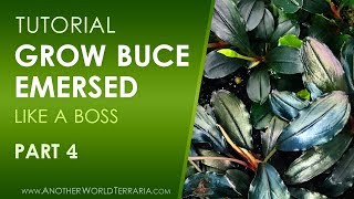 Grow Buce Emersed Like a Boss  Part 4 [upl. by Nhguav942]