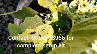 Terrace amp Gardening nagpur eco agro [upl. by Eerehs]