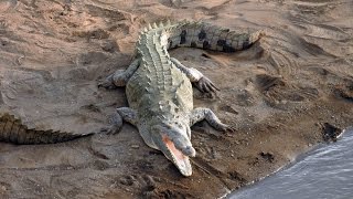 Tarcoles Crocodile Bridge in Costa Rica [upl. by Debor51]