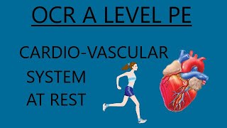 OCR A Level PE  Cardio Vascular System At Rest [upl. by Haerr]