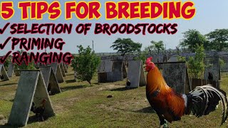 Helpful Tips For this Breeding season [upl. by Tilly]