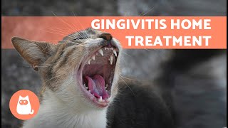 4 HOME REMEDIES for GINGIVITIS in CATS 🐱✅  Treatment for Gum Inflammation [upl. by Adeys877]