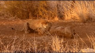 Must watch Leopard catches screaming warthog [upl. by Luapnhoj]