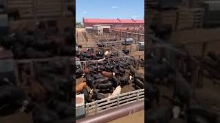 Worlds largest cattle auction [upl. by Winograd721]