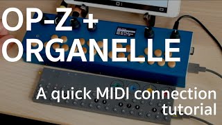 OPZ  Organelle  a quick MIDI settings tutorial [upl. by Eem826]