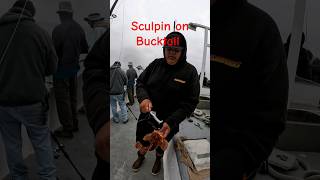 Sculpins Love Bucktail [upl. by Kelci]