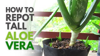 How To Repot Tall Aloe vera Plant [upl. by Mitzi]