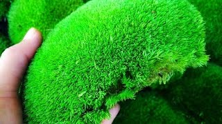 Moss garden ideas  creative garden art work  diy  art and craft [upl. by Ahsekar983]