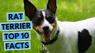 Rat Terrier  TOP 10 Interesting Facts [upl. by Selwyn]