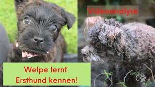 Ein Welpe zieht ins bestehende quotRudelquot Woran erkennst du ob es klappt mit den Hunden [upl. by Joyce]