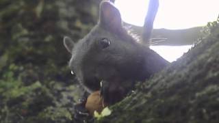 Schwarzes Eichhörnchen knabbert eine Nuss [upl. by Eyak]