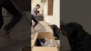 Rottweiler ke puppies le kr bhag gya 😂mother reaction 🥰rottweiler puppy motherlove [upl. by Destinee]