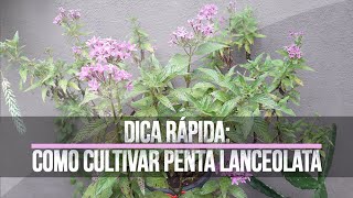 Dica rápida de como cultivar Penta Lanceolata [upl. by Sandor]