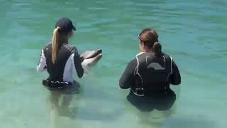 Meet the Dolphin  Sea World Dolphin Adventures  Sea world [upl. by Nealey904]