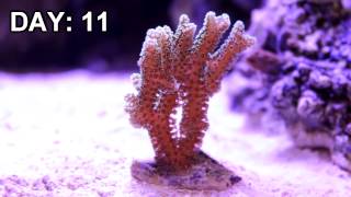 Birds Nest Coral Under LED Aquarium Light Time Lapse [upl. by Warrenne]