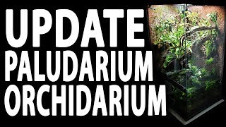 Update Paludarium Orchidarium [upl. by Rodolph]